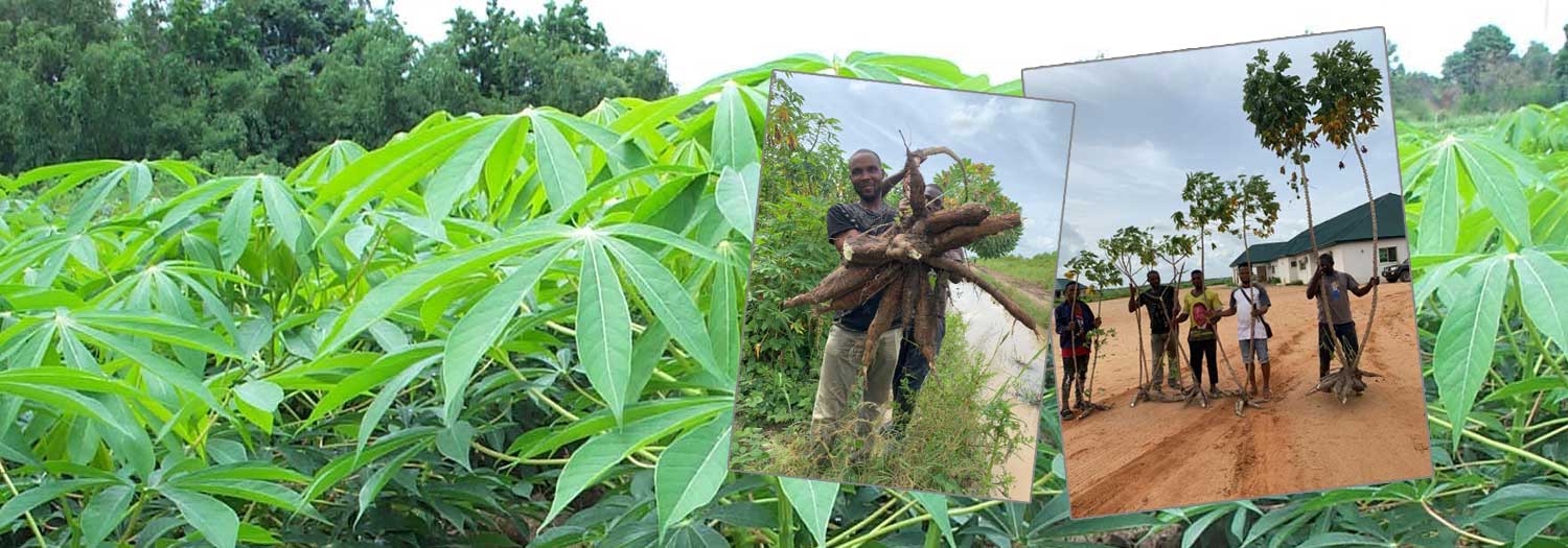 CASSAVA AND STARCH MILL